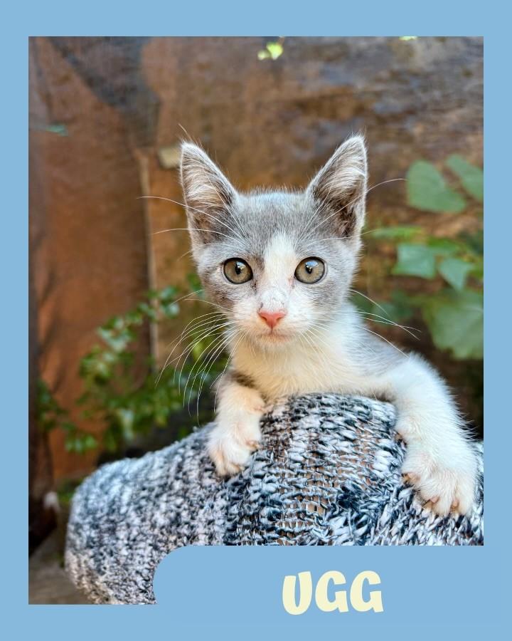 Ugg, gato de porte pequeno para adoção em São Paulo - SP