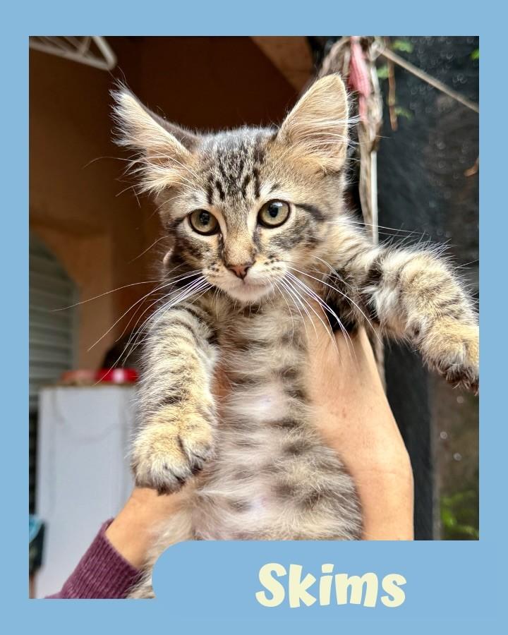 Skims, gato de porte pequeno para adoção em São Paulo - SP