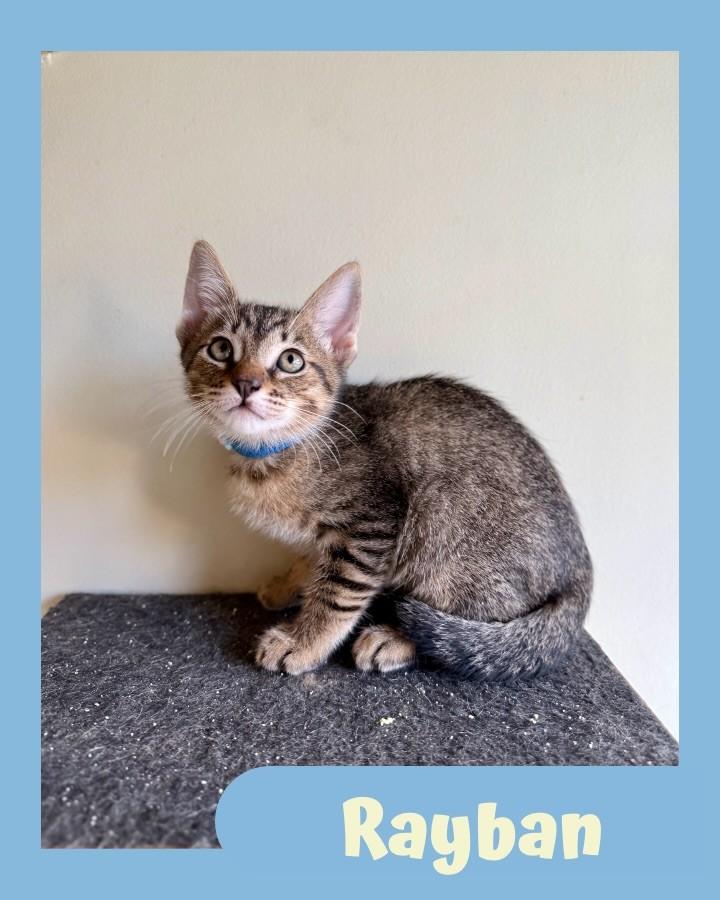 Rayban, gato de porte pequeno para adoção em São Paulo - SP