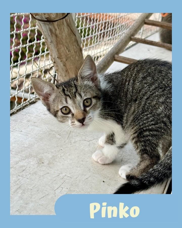 Pinko, gata para adoção em São Paulo - SP