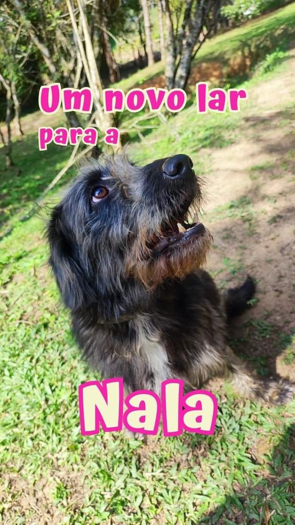 Nala, cadela de porte médio para adoção em São Paulo - SP