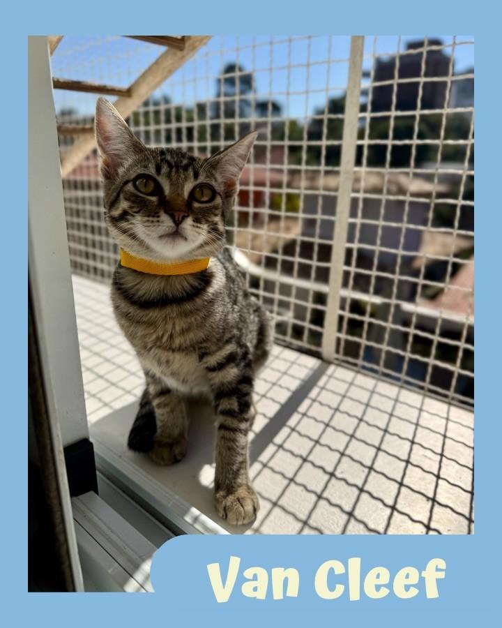 Van Cleef, gato de porte pequeno para adoção em São Paulo - SP