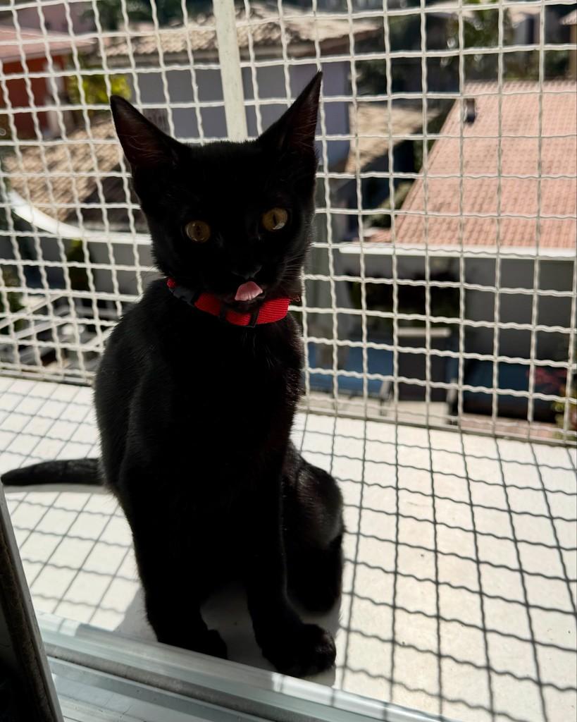 Skagen, gato de porte pequeno para adoção em São Paulo - SP