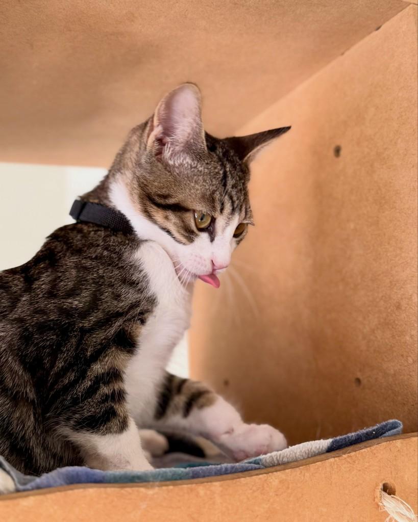 Technos, gato de porte pequeno para adoção em São Paulo - SP
