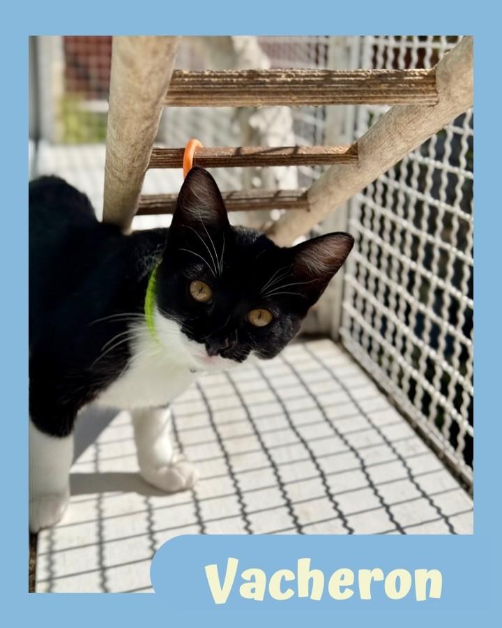 Vacheron, gato de porte pequeno para adoção em São Paulo - SP
