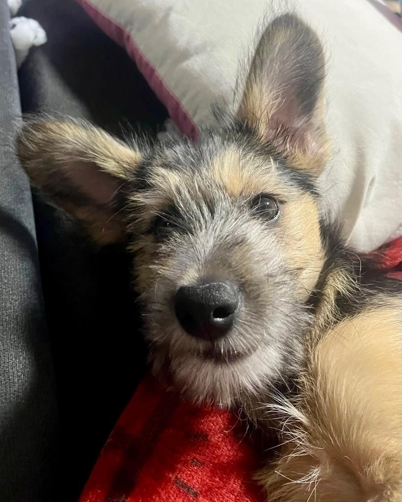 Rafael, cachorro de porte pequeno para adoção em São Paulo - SP