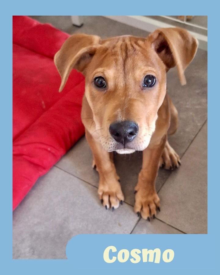 Cosmo, cachorro de porte médio para adoção em São Paulo - SP