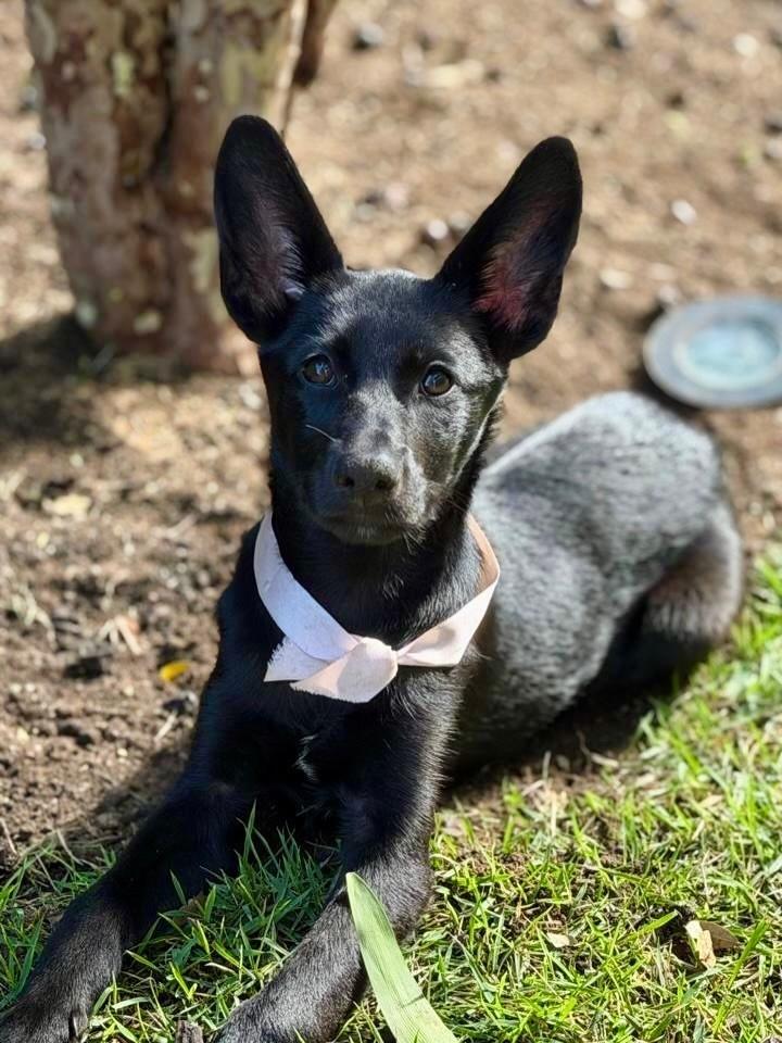 Elisa, cadela de porte pequeno para adoção em São Paulo - SP