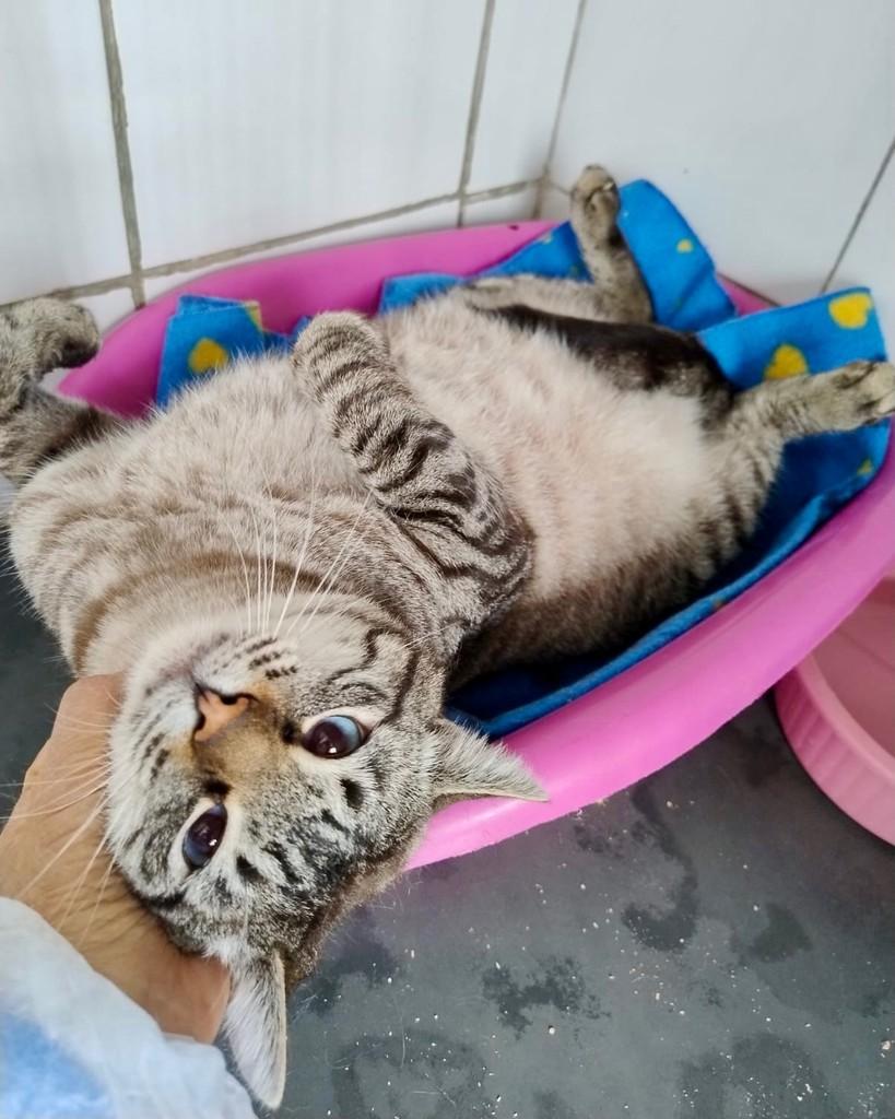 Valentim, gato de porte pequeno para adoção em Taboão da Serra - SP