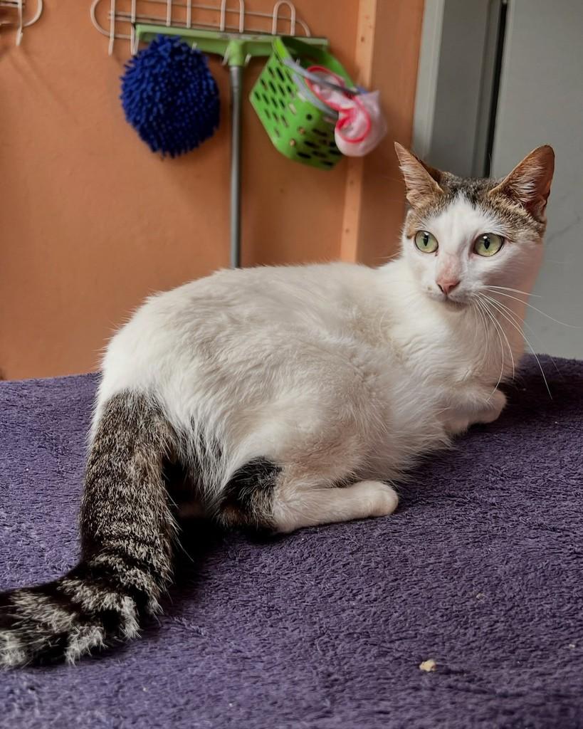 Pamela, gata de porte médio para adoção em São Paulo - SP