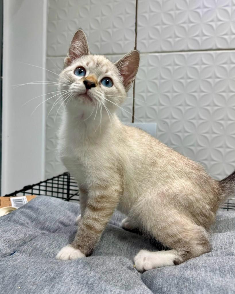 Graham, gato de porte pequeno para adoção em São Paulo - SP