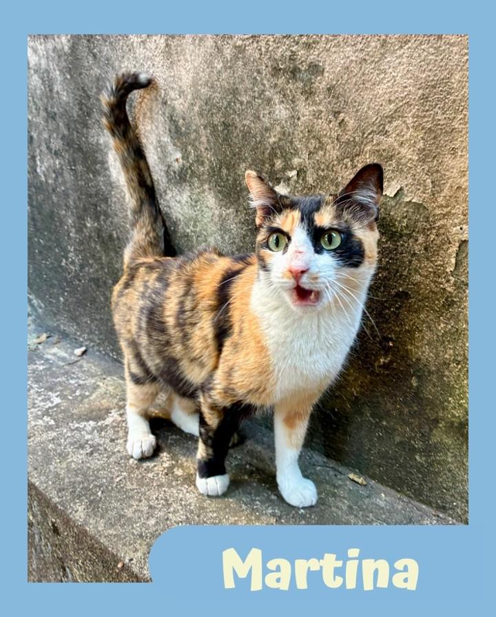 Martina, gata de porte médio para adoção em São Paulo - SP