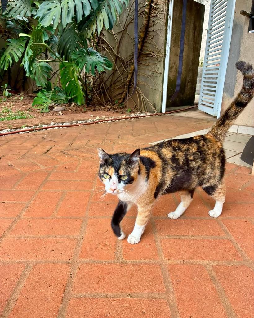 Martina, gata de porte médio para adoção em São Paulo - SP — foto 2 de 17
