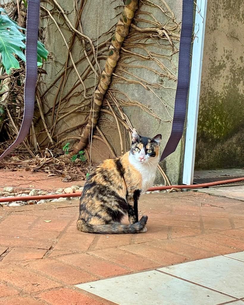 Martina, gata de porte médio para adoção em São Paulo - SP — foto 3 de 17
