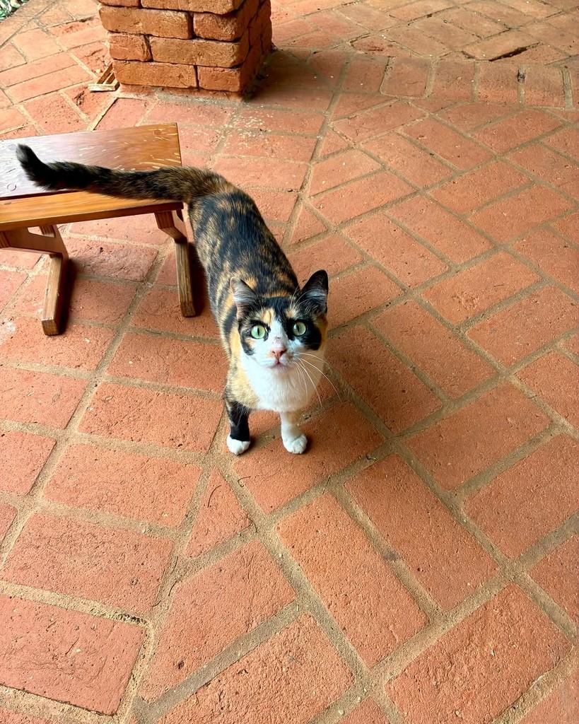 Martina, gata de porte médio para adoção em São Paulo - SP — foto 4 de 17