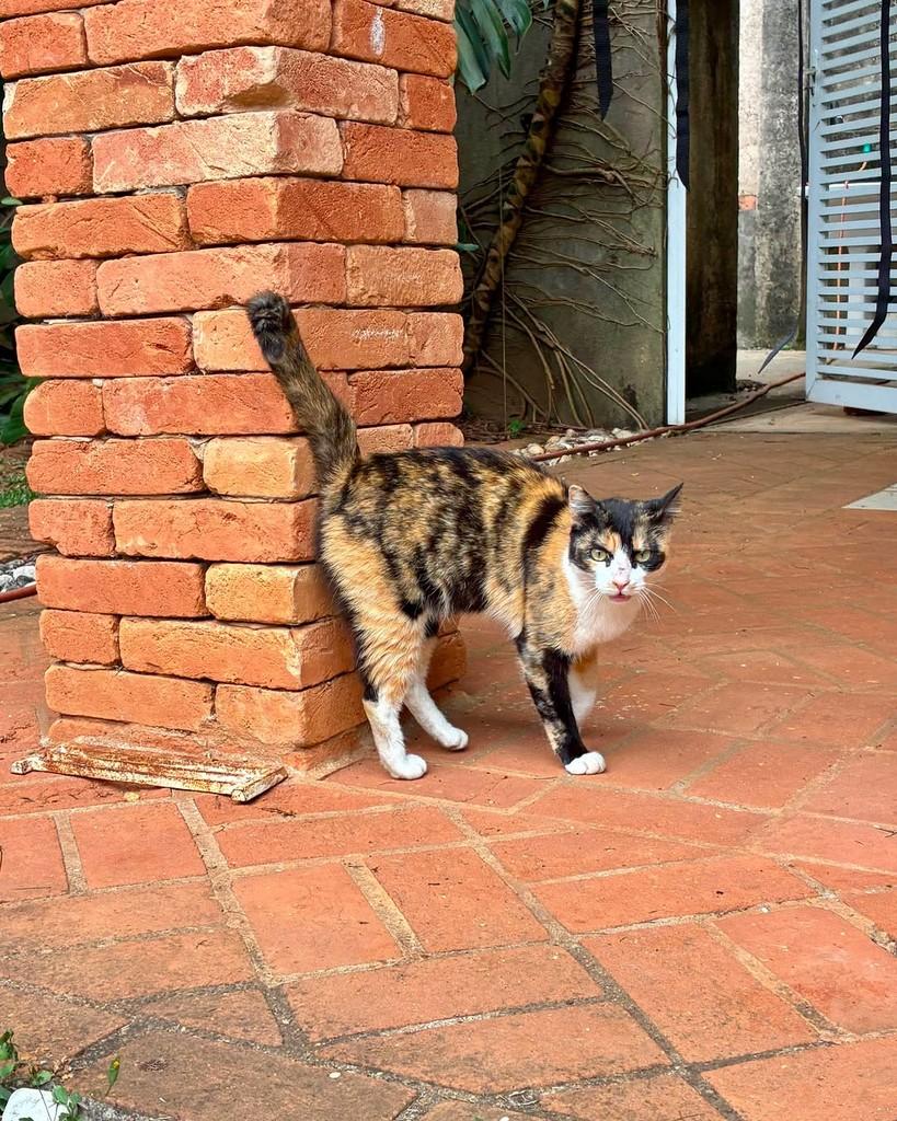Martina, gata de porte médio para adoção em São Paulo - SP — foto 5 de 17