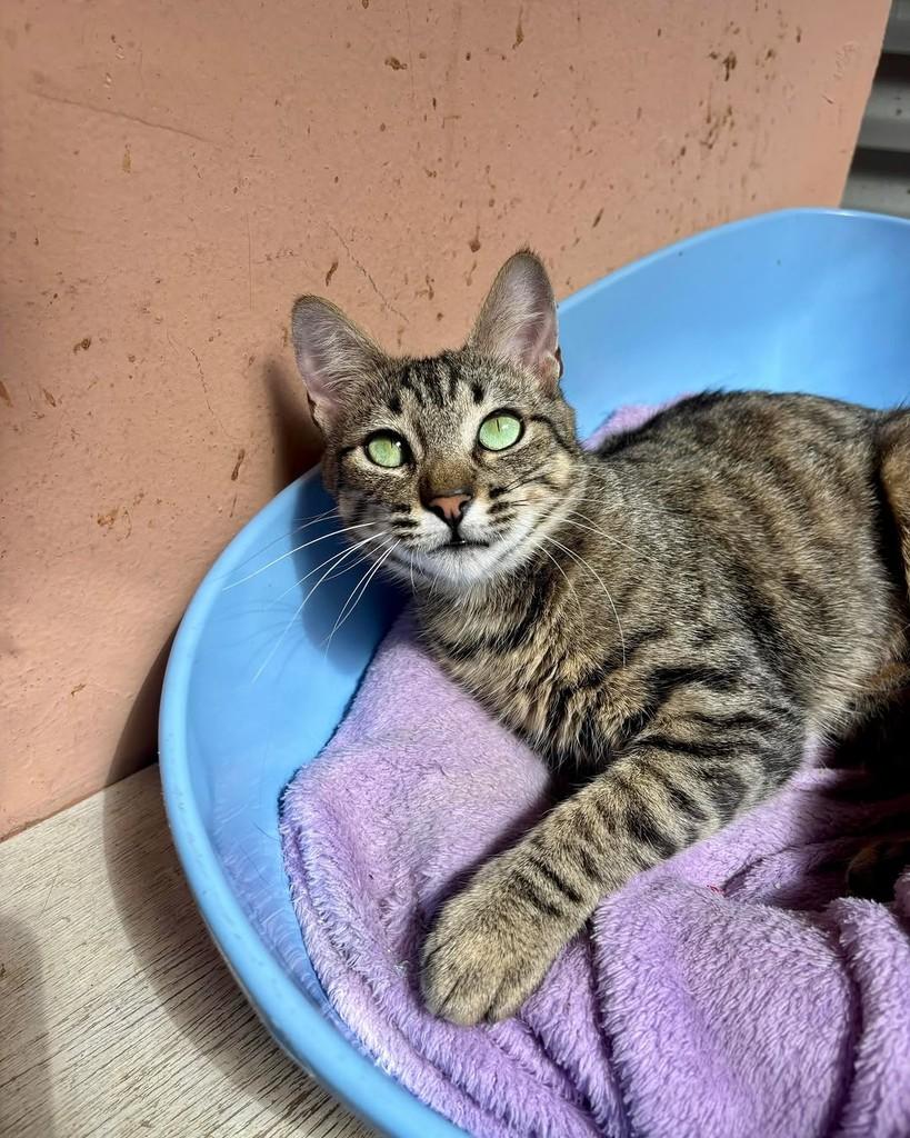 Ludmila, gata de porte pequeno para adoção em São Paulo - SP