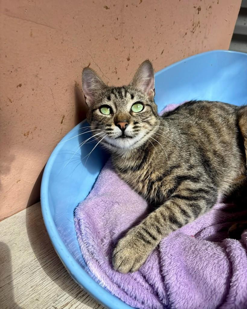 Ludmila, gata de porte pequeno para adoção em São Paulo - SP — foto 2 de 7