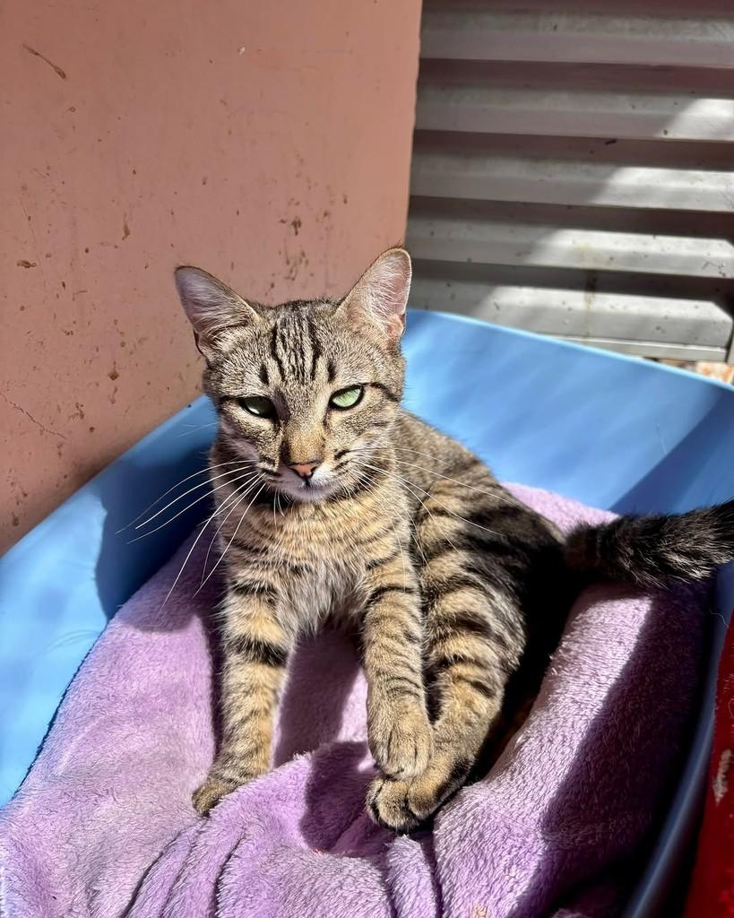 Ludmila, gata de porte pequeno para adoção em São Paulo - SP — foto 3 de 7