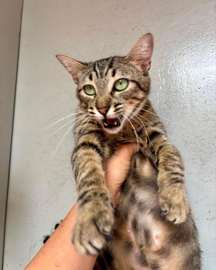 Ludmila, gata de porte pequeno para adoção em São Paulo - SP — foto 4 de 7