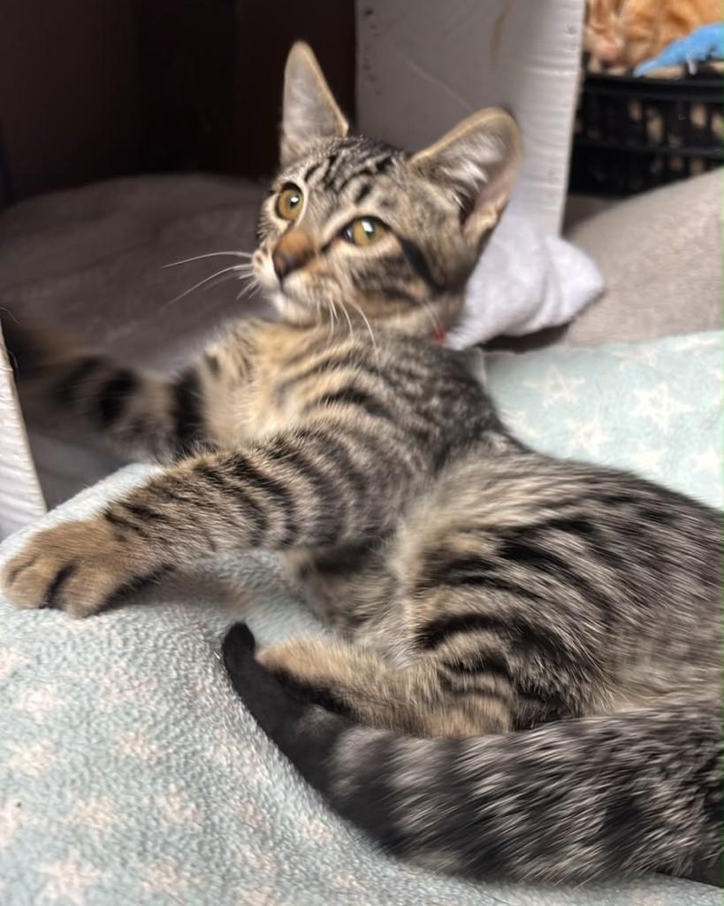 Freitas, gata de porte pequeno para adoção em São Paulo - SP — foto 2 de 6