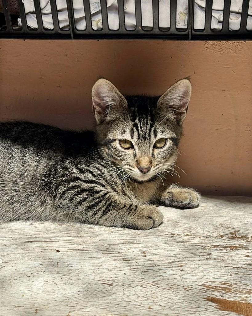 Freitas, gata de porte pequeno para adoção em São Paulo - SP — foto 3 de 6