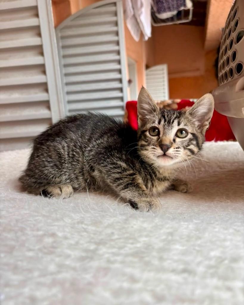 Freitas, gata de porte pequeno para adoção em São Paulo - SP — foto 4 de 6