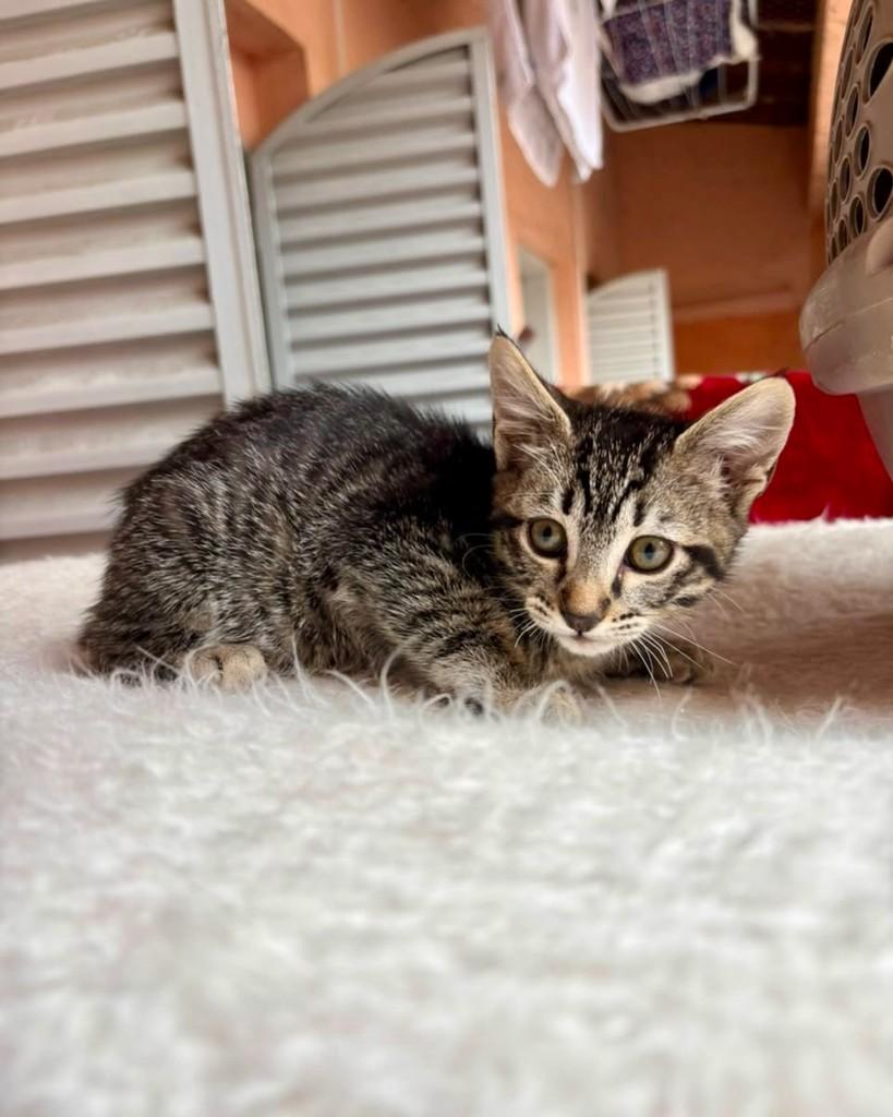 Freitas, gata de porte pequeno para adoção em São Paulo - SP — foto 5 de 6