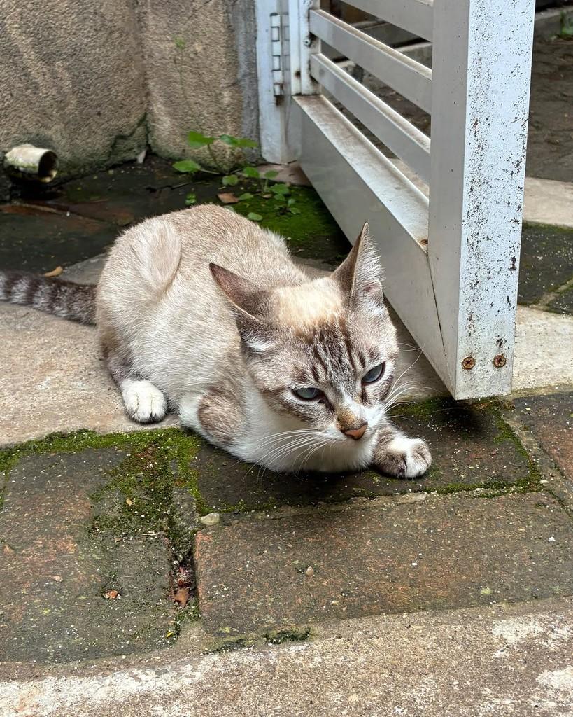 Dorinha, gata de porte pequeno para adoção em São Paulo - SP