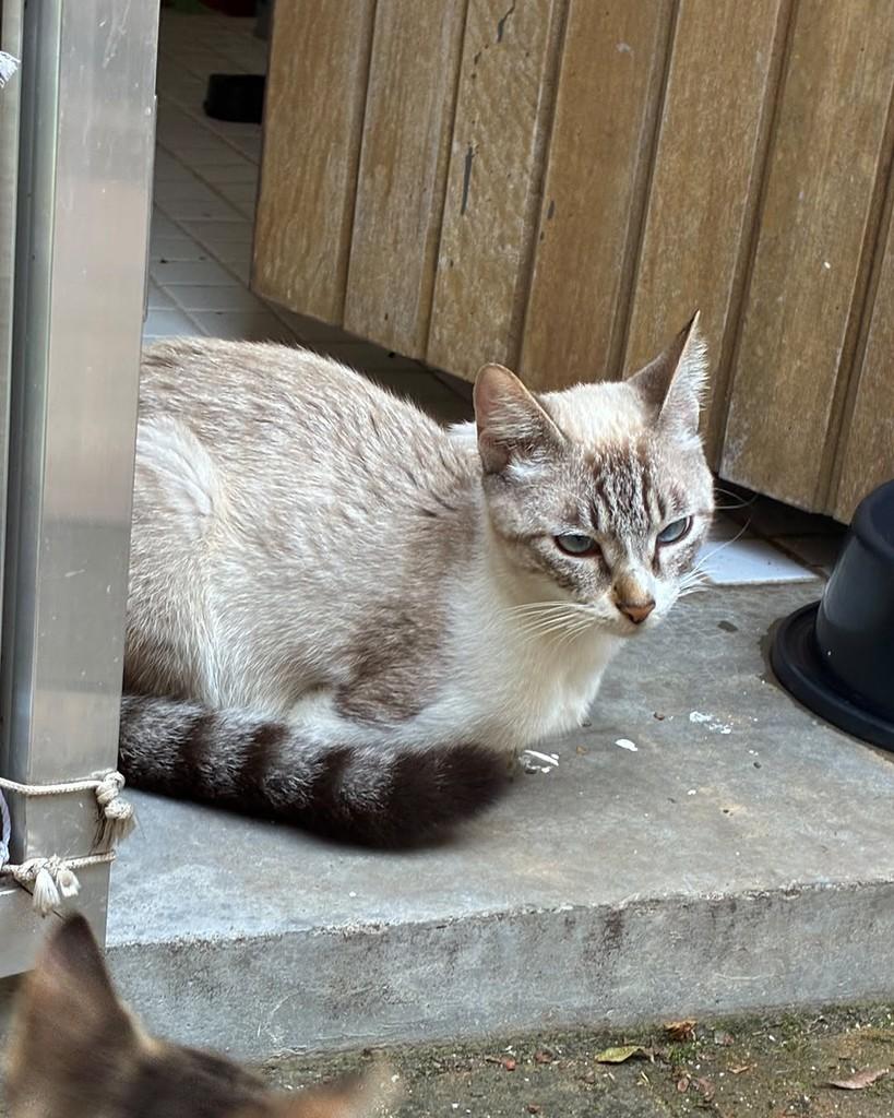 Dorinha, gata de porte pequeno para adoção em São Paulo - SP — foto 2 de 14