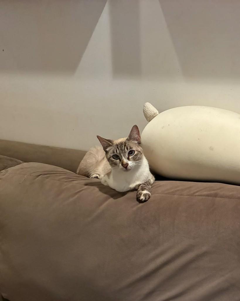 Dorinha, gata de porte pequeno para adoção em São Paulo - SP — foto 3 de 14