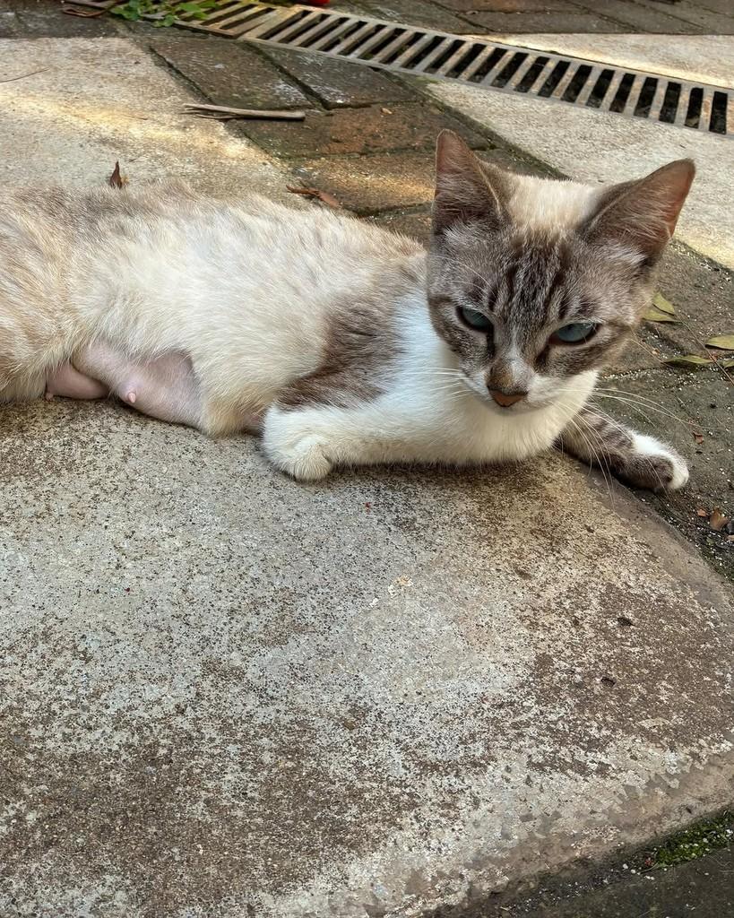 Dorinha, gata de porte pequeno para adoção em São Paulo - SP — foto 4 de 14