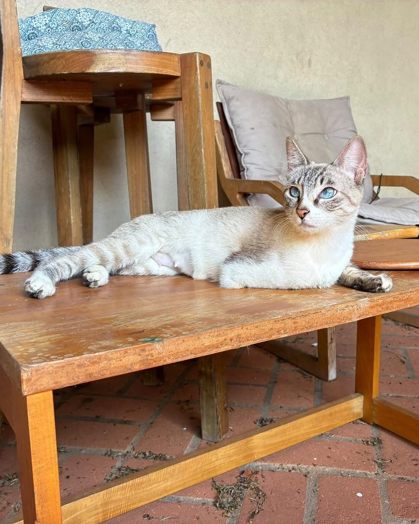 Dorinha, gata de porte pequeno para adoção em São Paulo - SP — foto 5 de 14