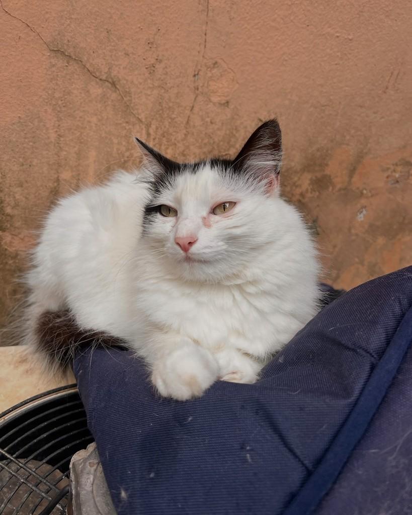 Francisca, gata de porte médio para adoção em São Paulo - SP