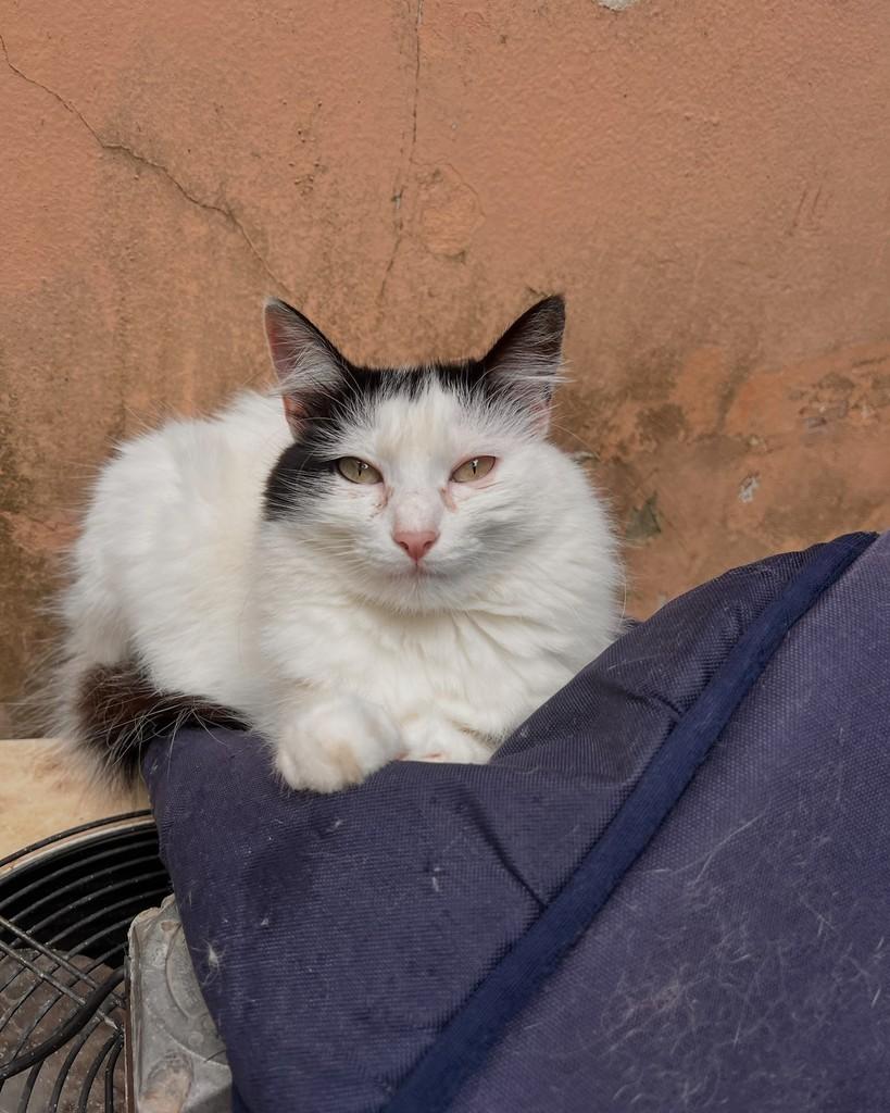 Francisca, gata de porte médio para adoção em São Paulo - SP — foto 2 de 16