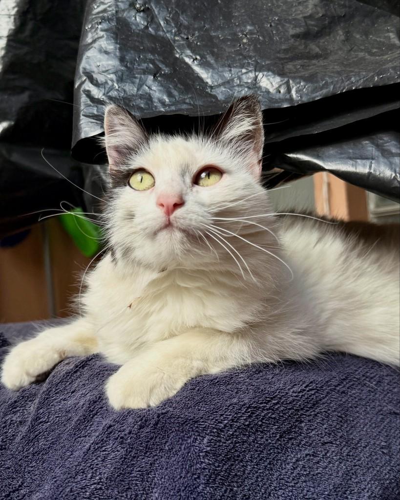 Francisca, gata de porte médio para adoção em São Paulo - SP — foto 3 de 16