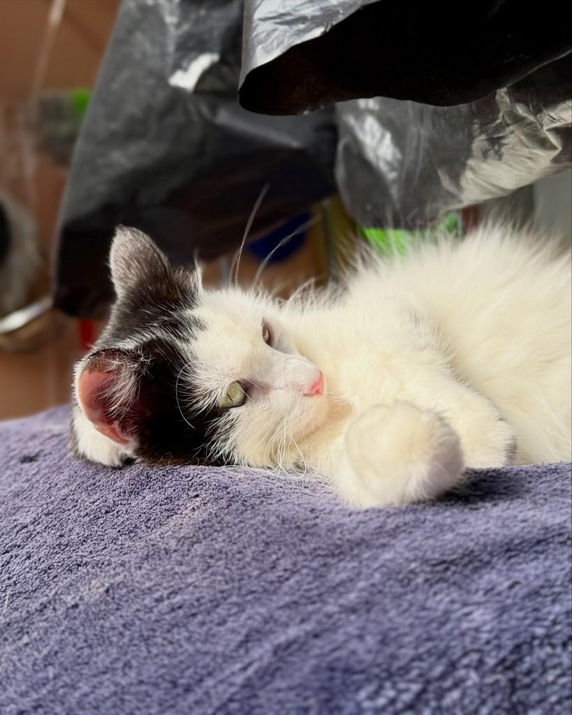 Francisca, gata de porte médio para adoção em São Paulo - SP — foto 4 de 16