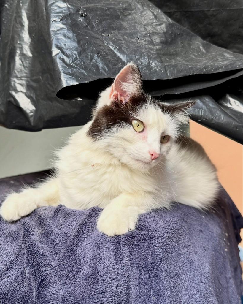 Francisca, gata de porte médio para adoção em São Paulo - SP — foto 5 de 16