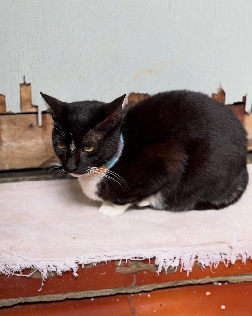 Marisa, gata de porte pequeno para adoção em São Paulo - SP