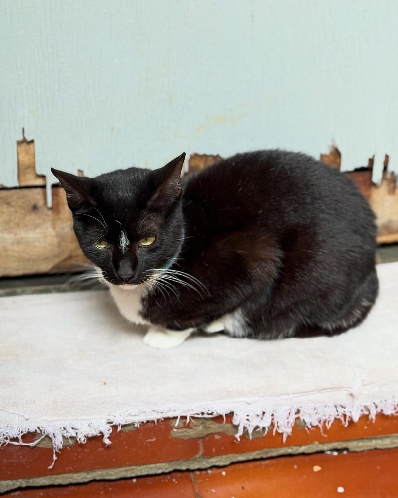Marisa, gata de porte pequeno para adoção em São Paulo - SP — foto 2 de 11