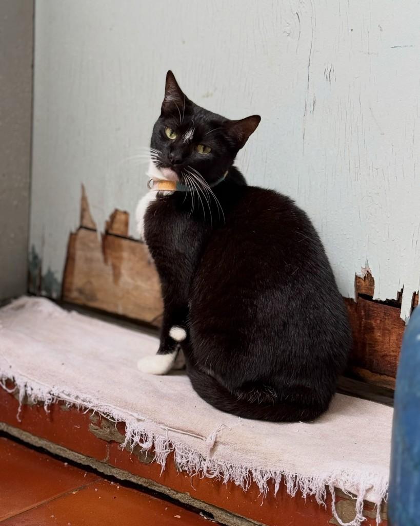 Marisa, gata de porte pequeno para adoção em São Paulo - SP — foto 3 de 11