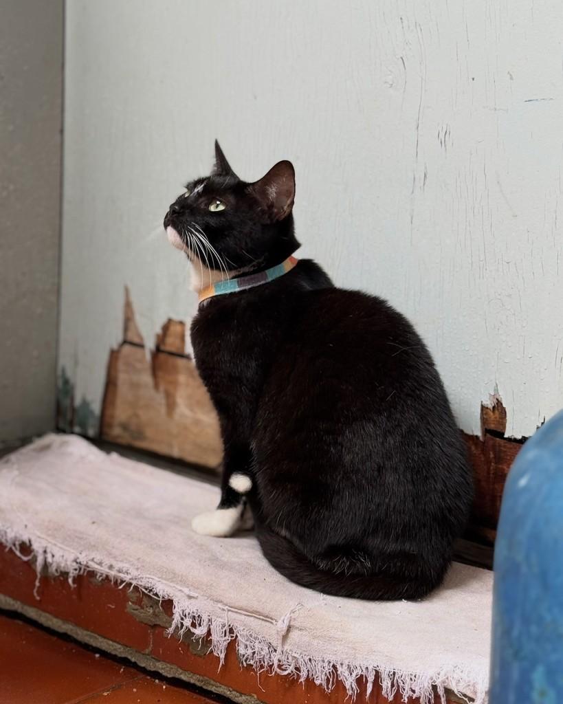 Marisa, gata de porte pequeno para adoção em São Paulo - SP — foto 4 de 11