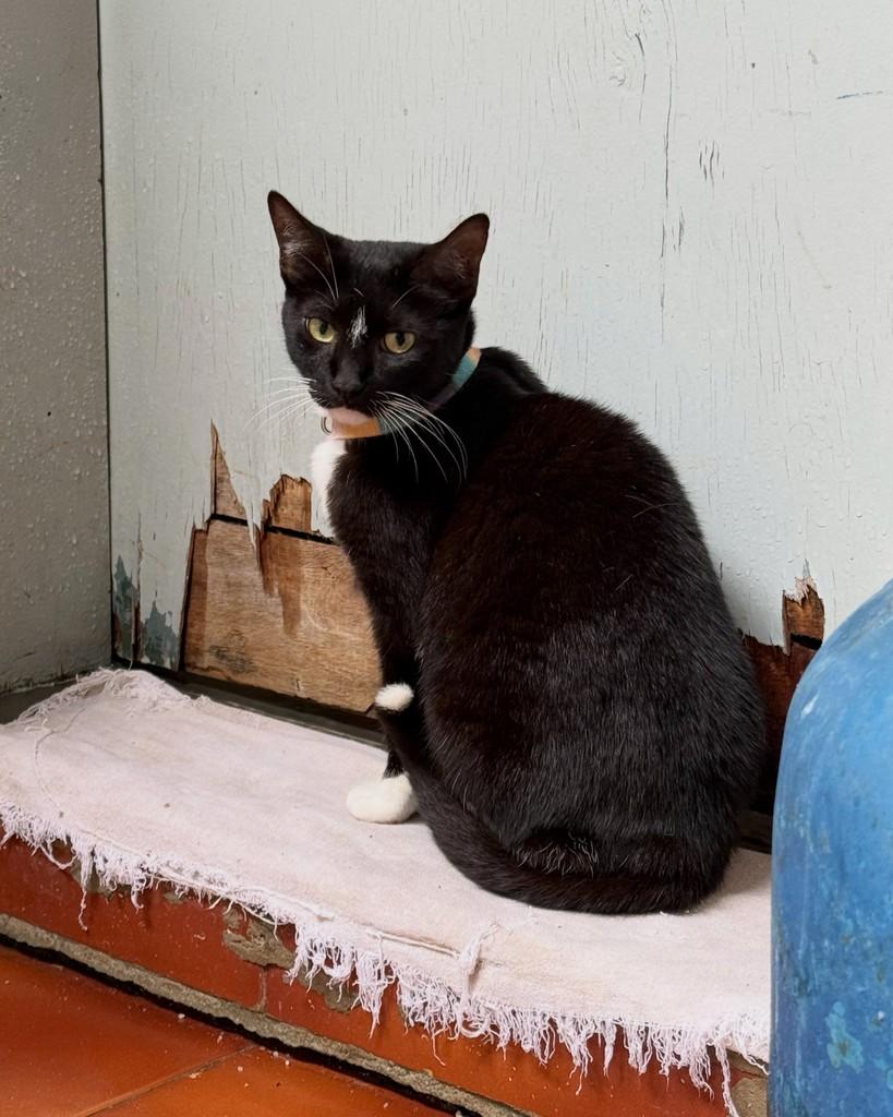 Marisa, gata de porte pequeno para adoção em São Paulo - SP — foto 5 de 11