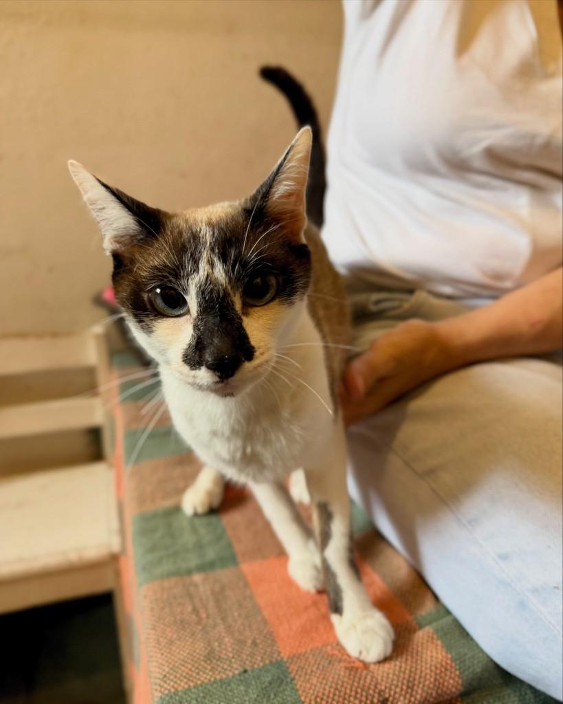 Sandra, gata de porte pequeno para adoção em São Paulo - SP