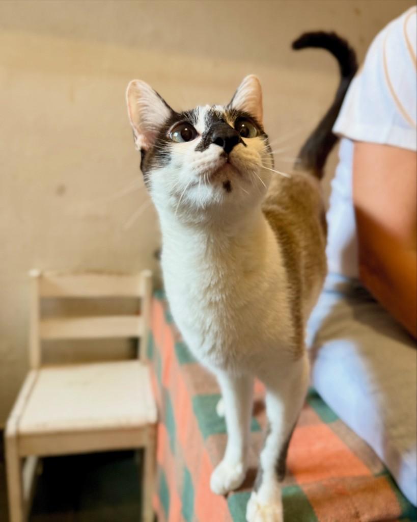 Sandra, gata de porte pequeno para adoção em São Paulo - SP — foto 2 de 8