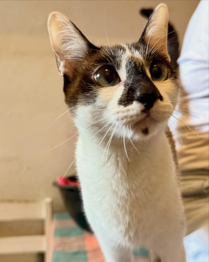 Sandra, gata de porte pequeno para adoção em São Paulo - SP — foto 3 de 8