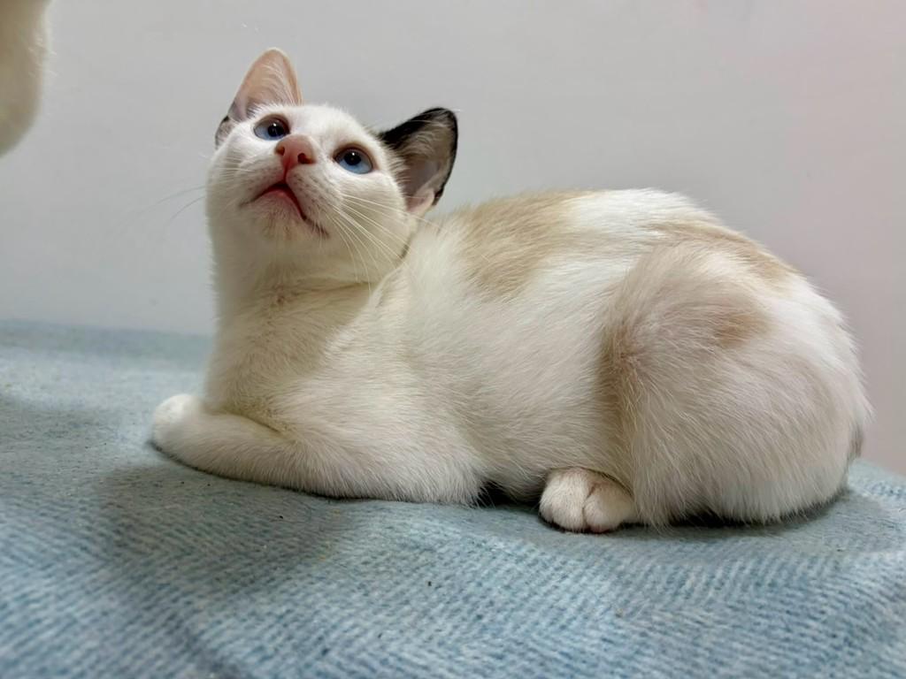 Orelhinha, gata de porte pequeno para adoção em São Paulo - SP