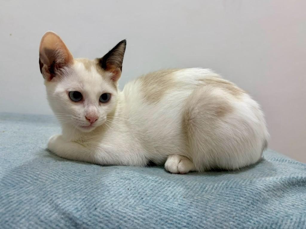 Orelhinha, gata de porte pequeno para adoção em São Paulo - SP — foto 2 de 6
