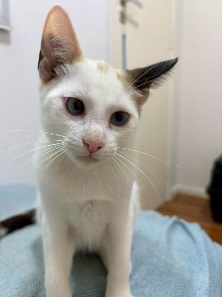 Orelhinha, gata de porte pequeno para adoção em São Paulo - SP — foto 3 de 6
