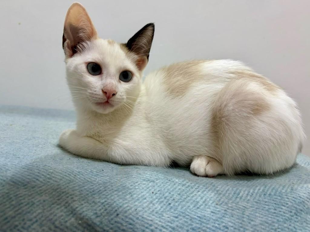 Orelhinha, gata de porte pequeno para adoção em São Paulo - SP — foto 4 de 6